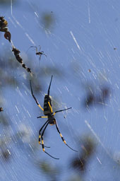 Golden orb web spider (femelle and male)